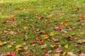 Beautiful Autumn falling leaves carpet