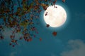 Beautiful autumn fantasy - maple tree in fall season and full moon with star.