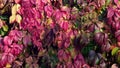 Beautiful autumn fence of red and green ivy leaves at sunset. Wall crisscrossed with red poison ivy in early autumn.