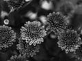 Beautiful autumn flower Chrysanthemum pot selective focus poster black and white. Urban spaces home plants gardening Royalty Free Stock Photo