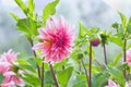 Beautiful autumn flowers dahlia Royalty Free Stock Photo