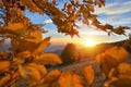 Beautiful autumn foliage landscape with warm light from sunset over mountain forest Royalty Free Stock Photo