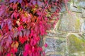 Beautiful autumn foliage on a stone wall. Royalty Free Stock Photo