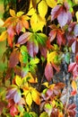 Beautiful autumn foliage Royalty Free Stock Photo