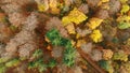 Beautiful autumn forest from above