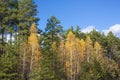 A beautiful autumn forest against a blue sky with clouds. Green pines and yellow birches in a forest clearing