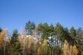 A beautiful autumn forest against a blue sky. Green pines and yellow birches in a forest clearing