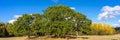 Beautiful autumn forest background. Rows of bright multicolored trees against a blue sky and white clouds. Tree crowns of green Royalty Free Stock Photo