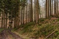 Beautiful autumn forest in Baden-Wurtemberg, Germany Royalty Free Stock Photo