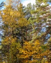 Beautiful autumn forest. Bright yellow leaves of trees. Natural background Royalty Free Stock Photo