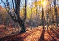 Beautiful autumn forest in crimean mountains at sunset. Nature Royalty Free Stock Photo