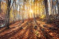 Beautiful autumn forest in crimean mountains at sunset. Nature Royalty Free Stock Photo