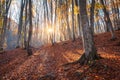 Beautiful autumn forest in crimean mountains at sunset. Nature Royalty Free Stock Photo