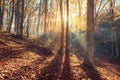 Beautiful autumn forest in crimean mountains at sunset. Nature