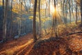 Beautiful autumn forest in crimean mountains at sunset. Nature Royalty Free Stock Photo