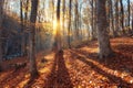 Beautiful autumn forest in crimean mountains at sunset. Nature Royalty Free Stock Photo