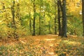 Beautiful autumn forest. Fall scene. Beautiful Autumnal park. Greenwood. Royalty Free Stock Photo