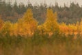 Beautiful autumn forest in golden colors, in the Netherlands. Background for your own project