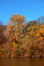 Beautiful autumn forest by the lake, against the background of a clear blue sky without clouds Royalty Free Stock Photo