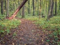 Beautiful autumn forest landscape with a carpet of fallen yelow and brown leaves. Baneasa forest near Bucharest, Romania Royalty Free Stock Photo