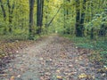 Beautiful autumn forest landscape with a carpet of fallen yelow and brown leaves. Baneasa forest near Bucharest, Romania Royalty Free Stock Photo