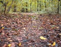 Beautiful autumn forest landscape with a carpet of fallen yelow and brown leaves. Baneasa forest near Bucharest, Romania Royalty Free Stock Photo