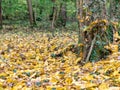 Beautiful autumn forest landscape with a carpet of fallen yelow and brown leaves. Baneasa forest near Bucharest, Romania Royalty Free Stock Photo