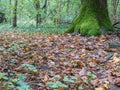 Beautiful autumn forest landscape with a carpet of fallen yelow and brown leaves and trees with fresh green moss.. Baneasa forest Royalty Free Stock Photo