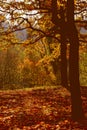 Beautiful autumn forest landscape.