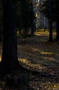 Beautiful autumn forest. A leaffall in woods. Birches and needles Royalty Free Stock Photo