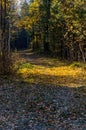 Beautiful autumn forest. A leaffall in woods. Birches and needles Royalty Free Stock Photo