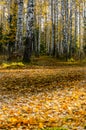 Beautiful autumn forest. A leaffall in woods. Birches and needles Royalty Free Stock Photo