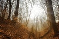 Beautiful autumn forest with fog and sunbeam Royalty Free Stock Photo