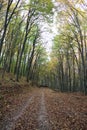 Beautiful autumn forest at Mount Gerecse