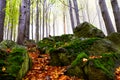 Beautiful autumn forest on the mountain cliffs.