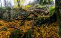 Beautiful autumn forest in mountains of Crimea. A leaffall in the woods Royalty Free Stock Photo