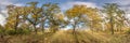 Beautiful autumn forest or park of oak grove with clumsy branches near river in gold autumn. hdri panorama with bright sun shining Royalty Free Stock Photo