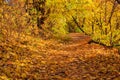 Beautiful autumn forest.  Path strewn with fallen leaves in park. Sunny autumn day. Royalty Free Stock Photo