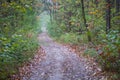 Beautiful autumn forest path, trail, track Royalty Free Stock Photo