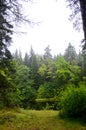 Beautiful autumn forest on rainy day shore of an inland lake in Karelia. Vertical photo of calm nature, relaxation concept