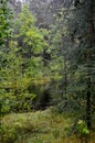 Beautiful autumn forest on rainy day on shore of an inland lake in Karelia. Vertical photo of calm nature, relaxation concept