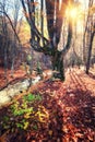 Beautiful autumn forest with river in crimean mountains at sunse Royalty Free Stock Photo