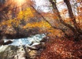 Beautiful autumn forest with river in crimean mountains at sunse Royalty Free Stock Photo