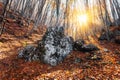 Beautiful autumn forest with stones in crimean mountains at suns Royalty Free Stock Photo