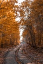 Beautiful autumn forest trail in the rays of sunlight. Fallen orange and yellow carpet leaves in november forest Royalty Free Stock Photo