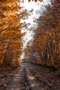 Beautiful autumn forest trail in the rays of sunlight. Fallen orange and yellow carpet leaves in november forest