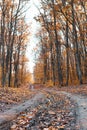 Beautiful autumn forest trail road in the rays of sunlight. Fallen orange and yellow carpet leaves in november forest Royalty Free Stock Photo