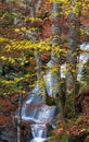 Beautiful autumn forest and waterfall. Carpathian mountains, Ukraine