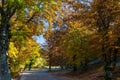 Beautiful autumn in the forests in the slopes of the Mont Ventoux, Vaucluse, Povence, France Royalty Free Stock Photo