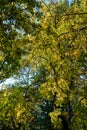 Beautiful autumn in the forests in the slopes of the Mont Ventoux, Vaucluse, Povence, France Royalty Free Stock Photo